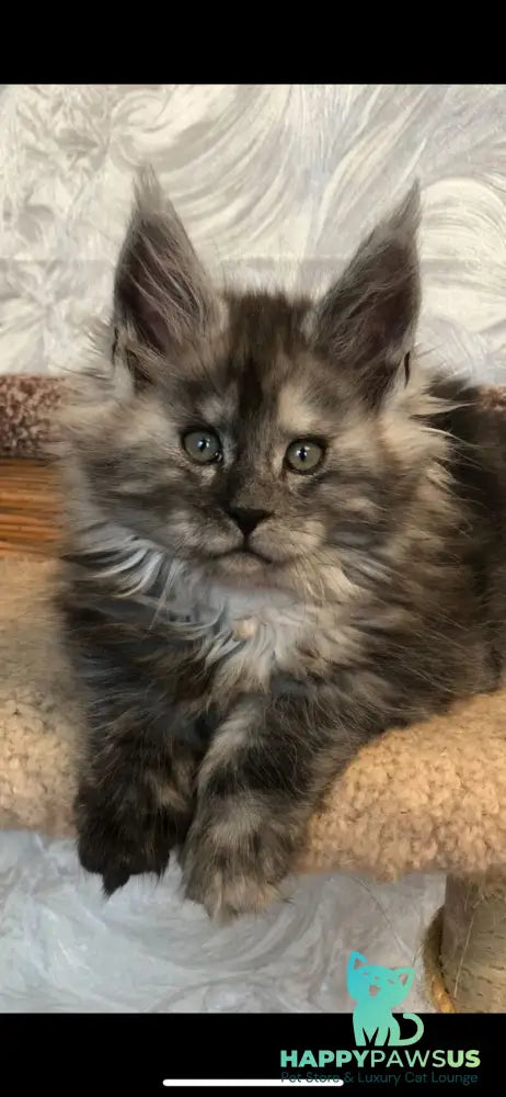 Randevu Maine Coon female black silver - live animals