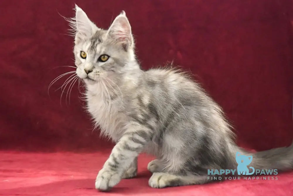 Randi Maine Coon male black silver tabby live animals