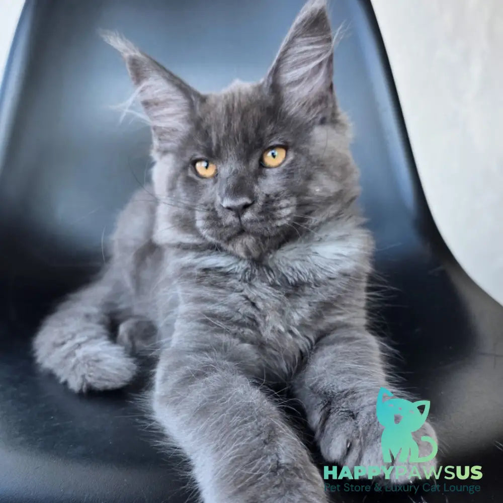 Randolf Maine Coon male blue silver - live animals