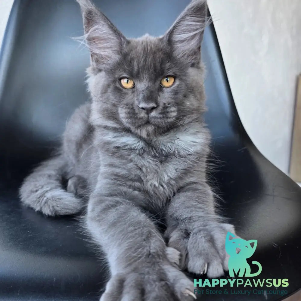 Randolf Maine Coon male blue silver - live animals