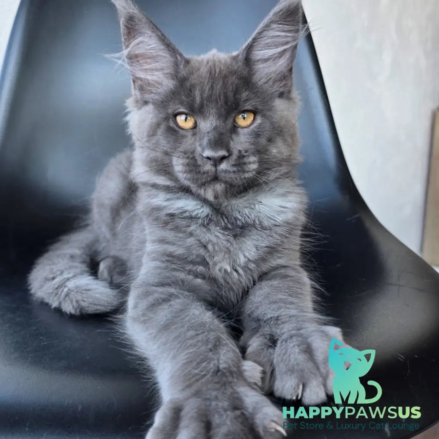Randolf Maine Coon male blue silver - live animals