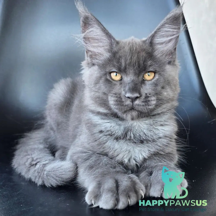 Randolf Maine Coon male blue silver - live animals