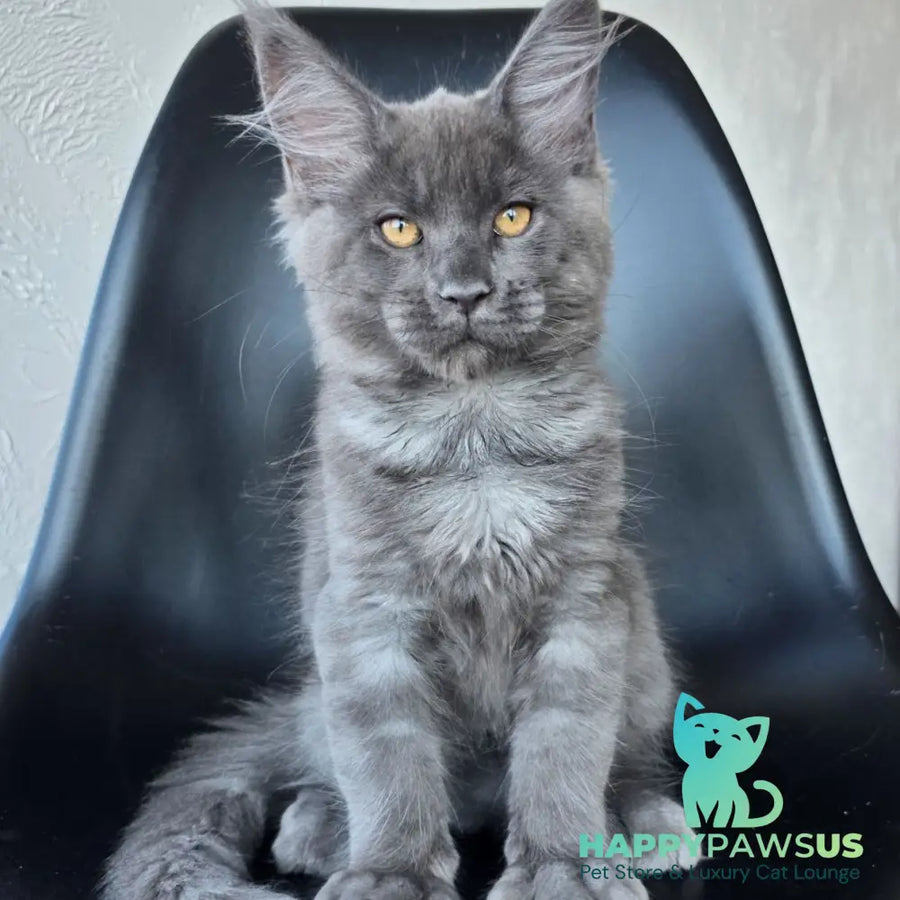 Randolf Maine Coon male blue silver - live animals