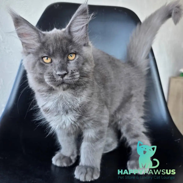 Randolf Maine Coon male blue silver - live animals