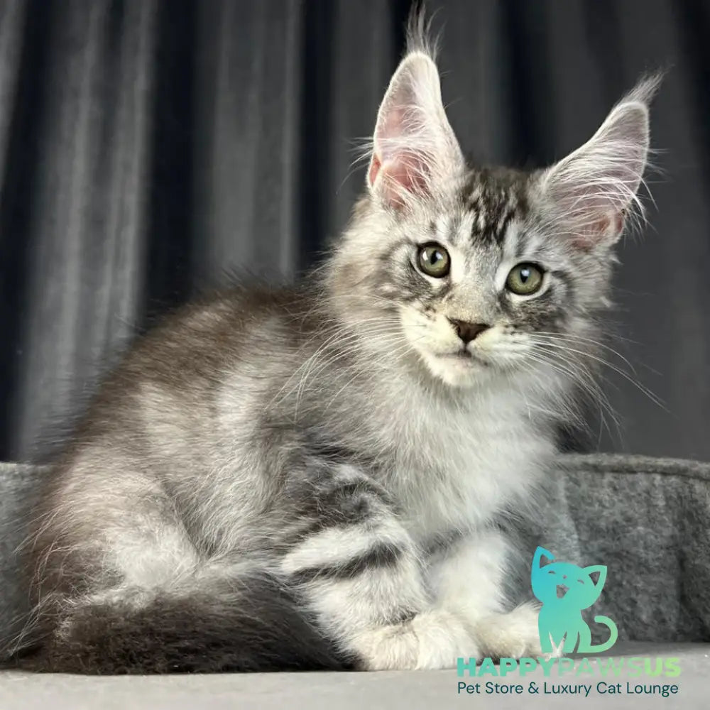 Randy Maine Coon male black silver tabby - live animals