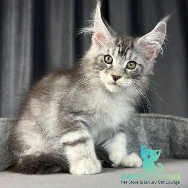 Randy Maine Coon male black silver tabby - live animals