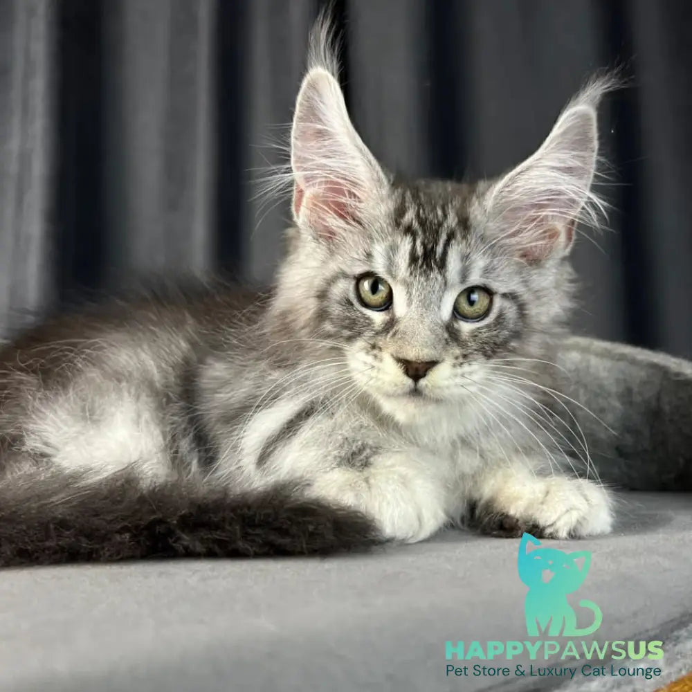 Randy Maine Coon male black silver tabby - live animals