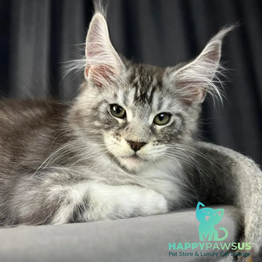 Randy Maine Coon male black silver tabby - live animals