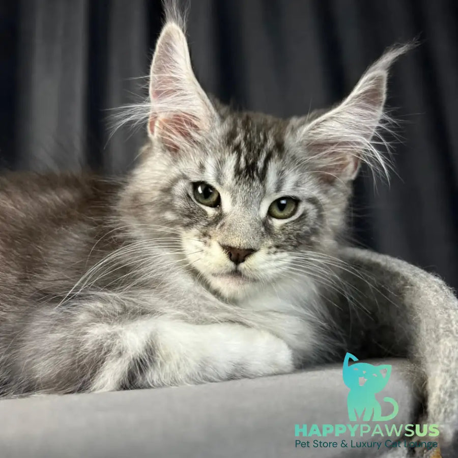 Randy Maine Coon male black silver tabby - live animals