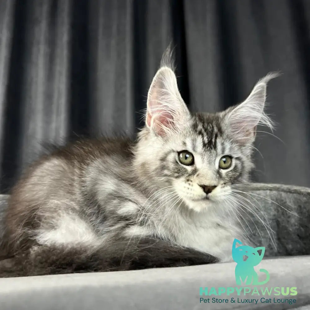 Randy Maine Coon male black silver tabby - live animals