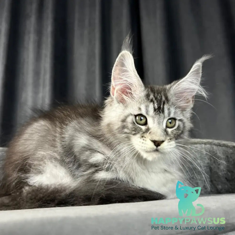 Randy Maine Coon male black silver tabby - live animals