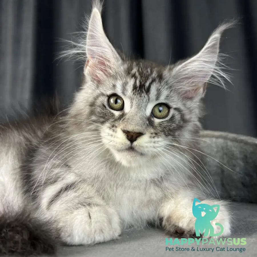 Randy Maine Coon male black silver tabby - live animals