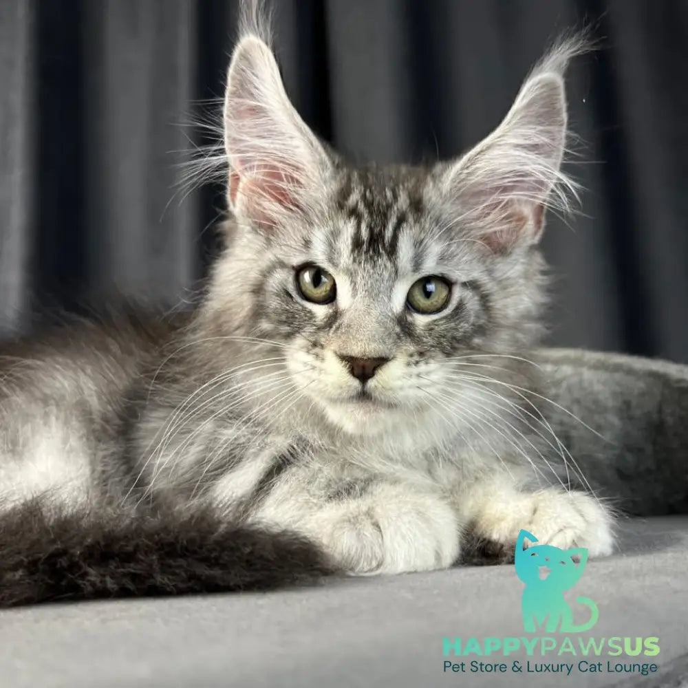 Randy Maine Coon male black silver tabby - live animals