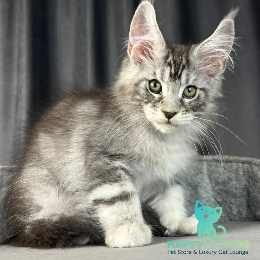 Randy Maine Coon male black silver tabby - live animals