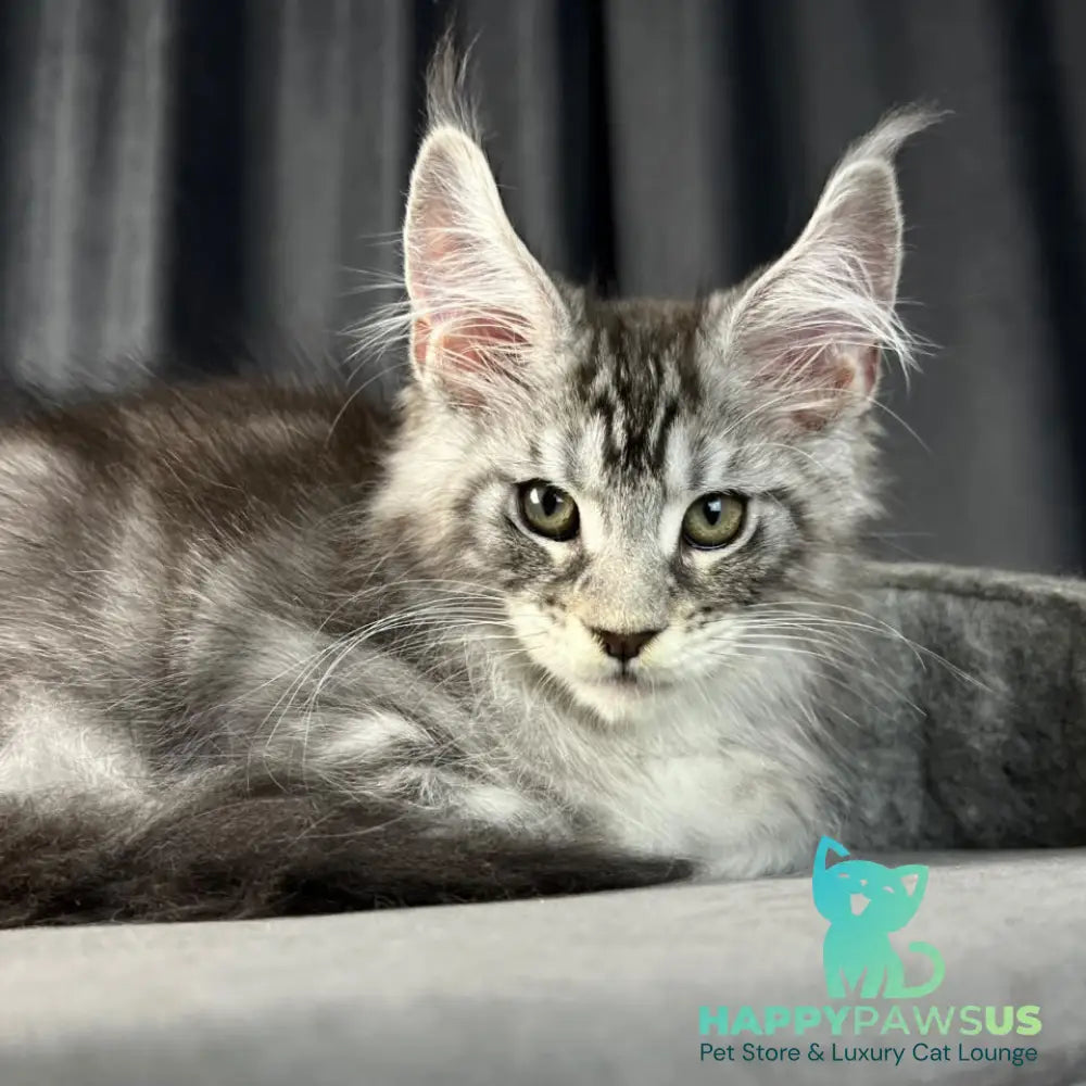 Randy Maine Coon male black silver tabby - live animals