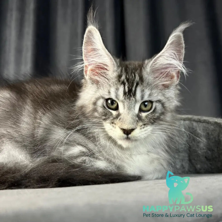Randy Maine Coon male black silver tabby - live animals
