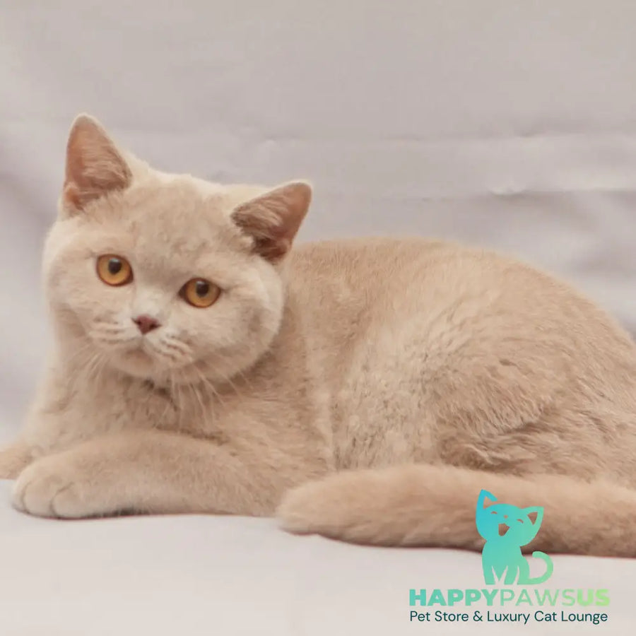 Ranok British Shorthair male fawn - live animals