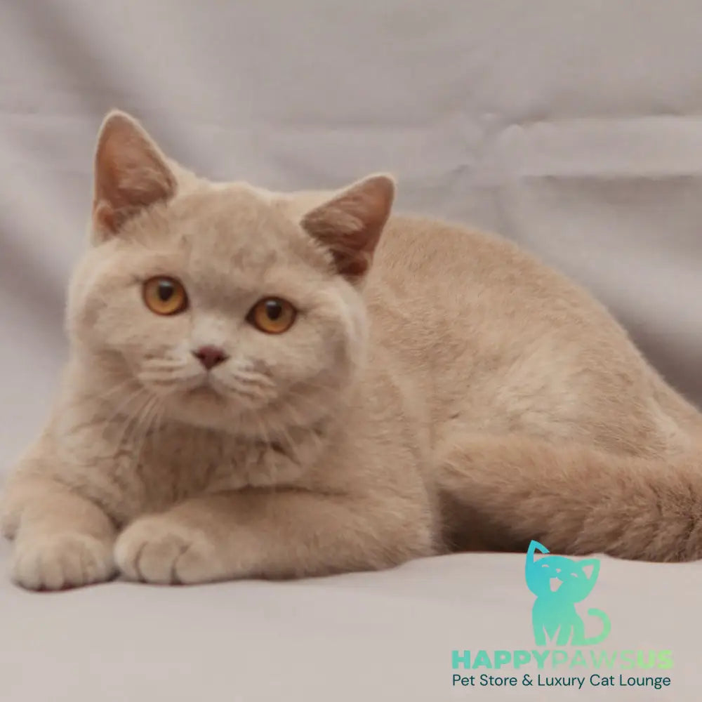 Ranok British Shorthair male fawn - live animals