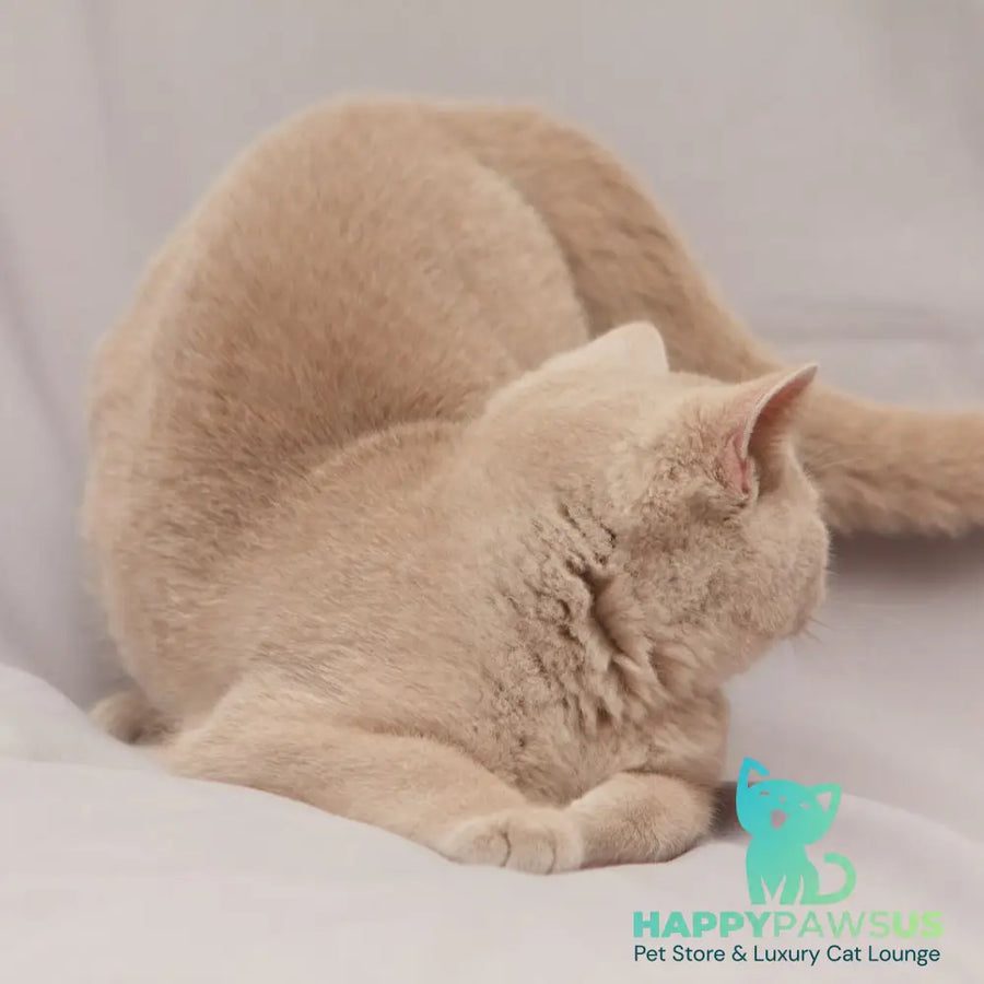 Ranok British Shorthair male fawn - live animals