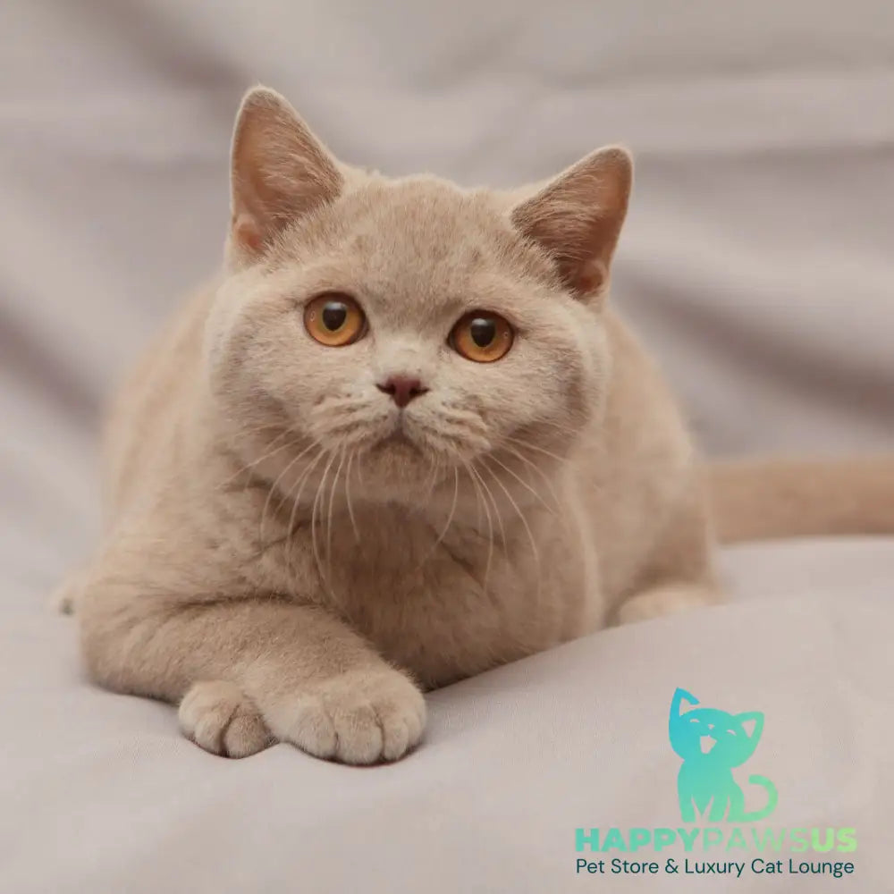 Ranok British Shorthair male fawn - live animals