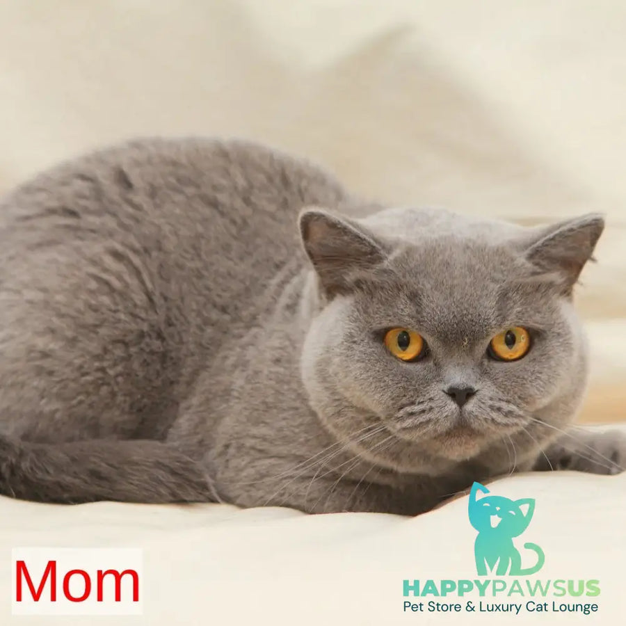 Ranok British Shorthair male fawn - live animals