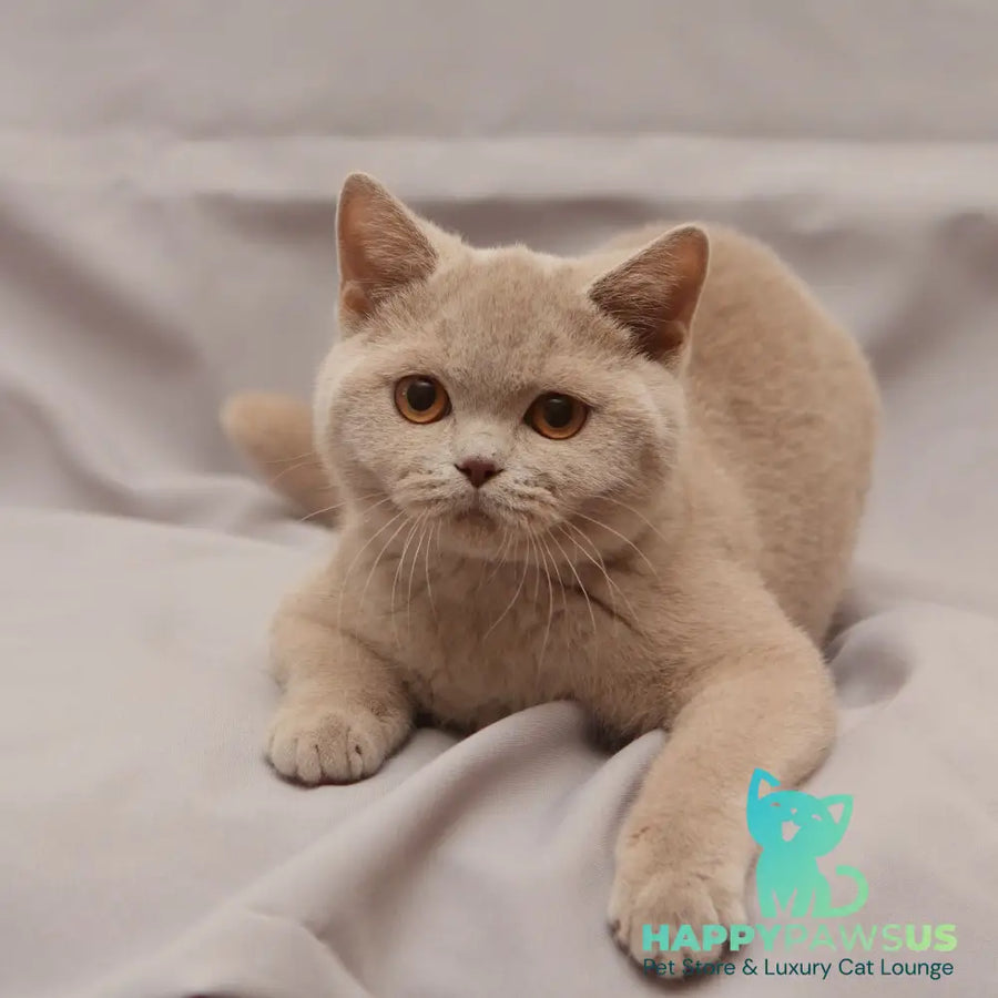 Ranok British Shorthair male fawn - live animals