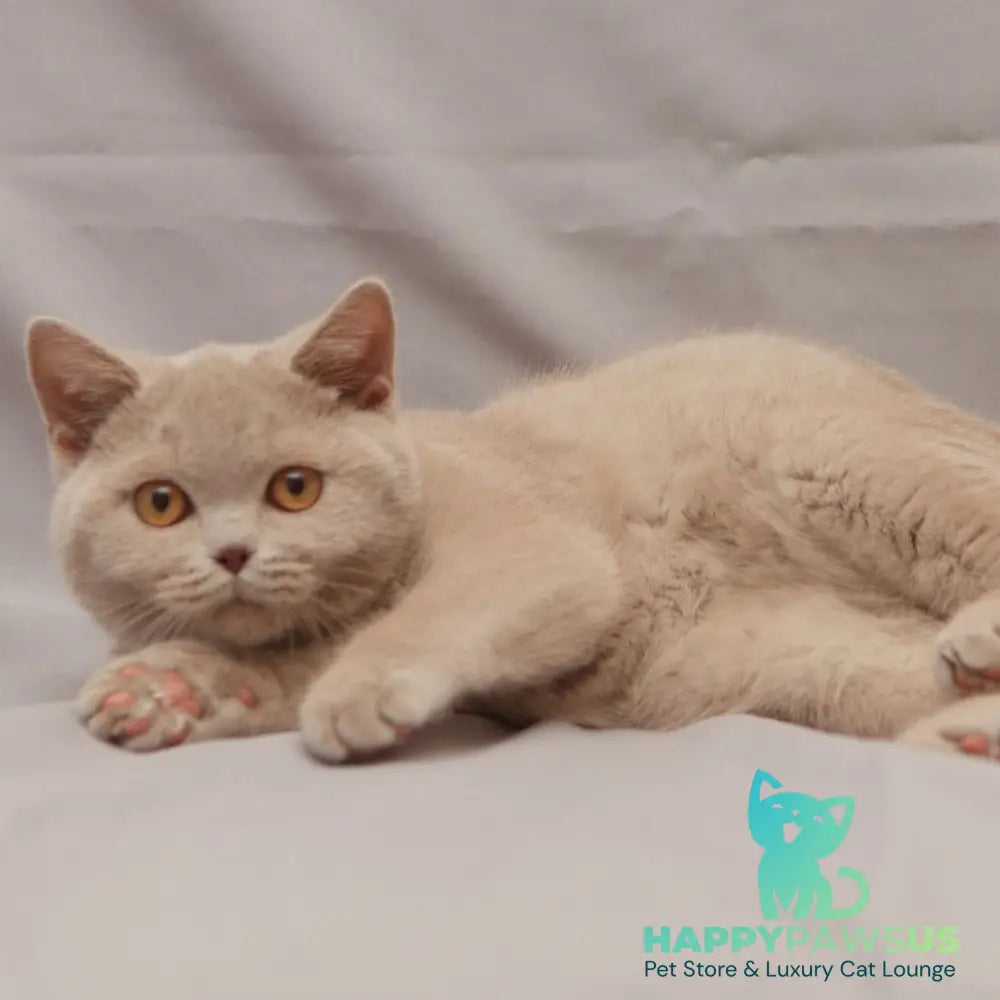 Ranok British Shorthair male fawn - live animals