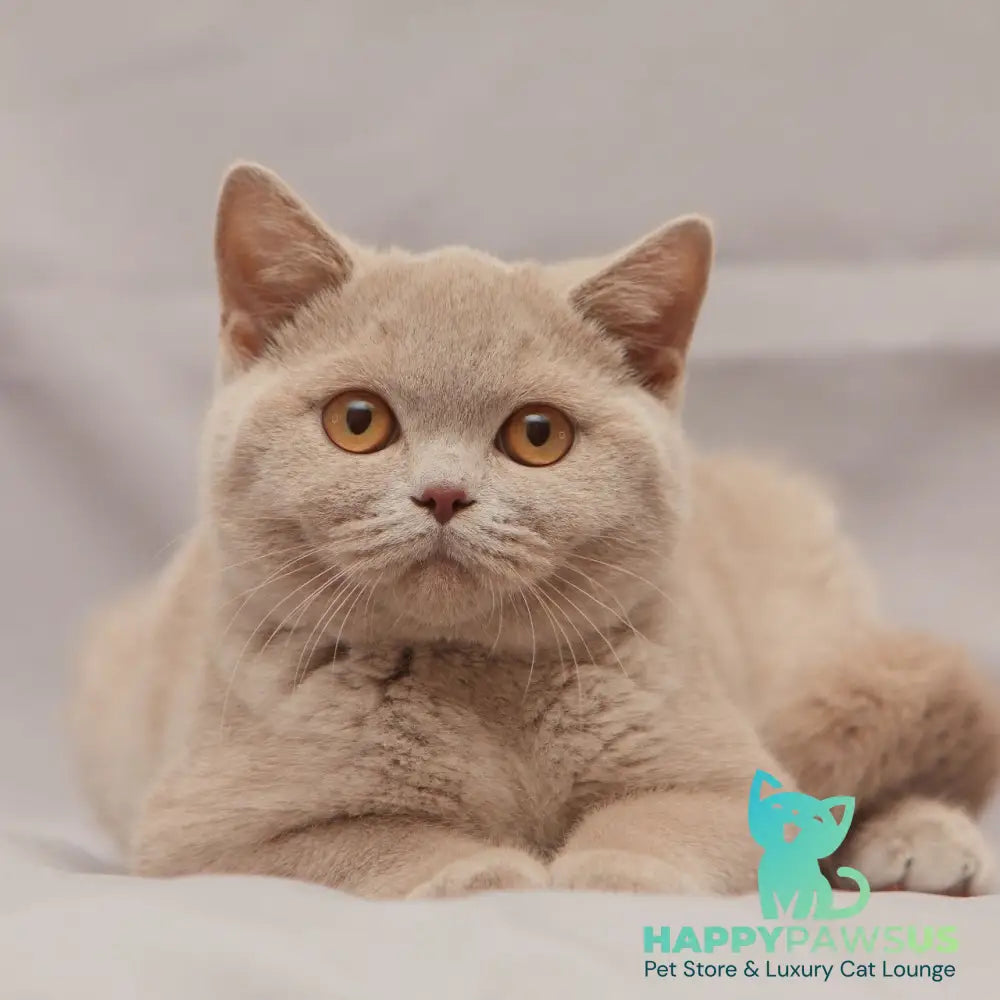 Ranok British Shorthair male fawn - live animals