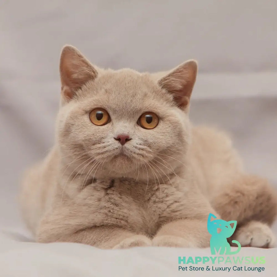 Ranok British Shorthair male fawn - live animals