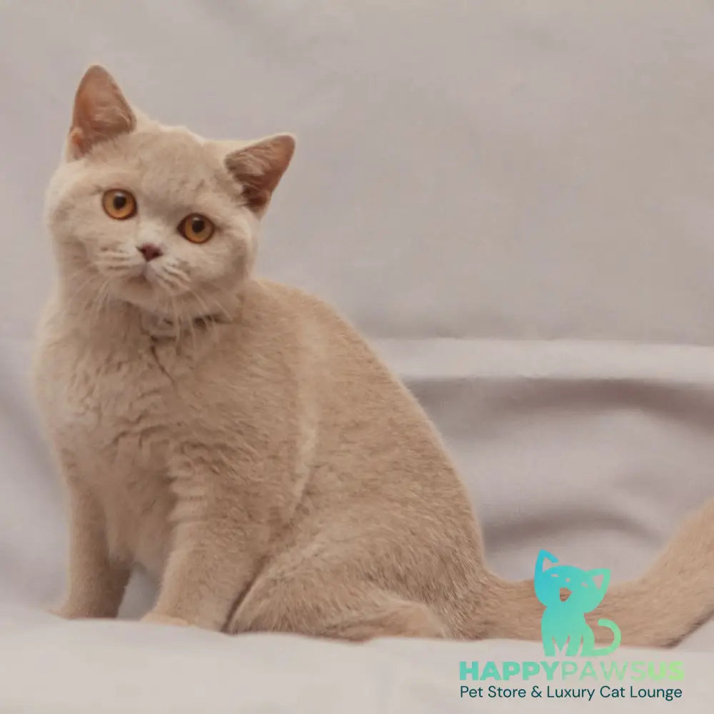 Ranok British Shorthair male fawn - live animals