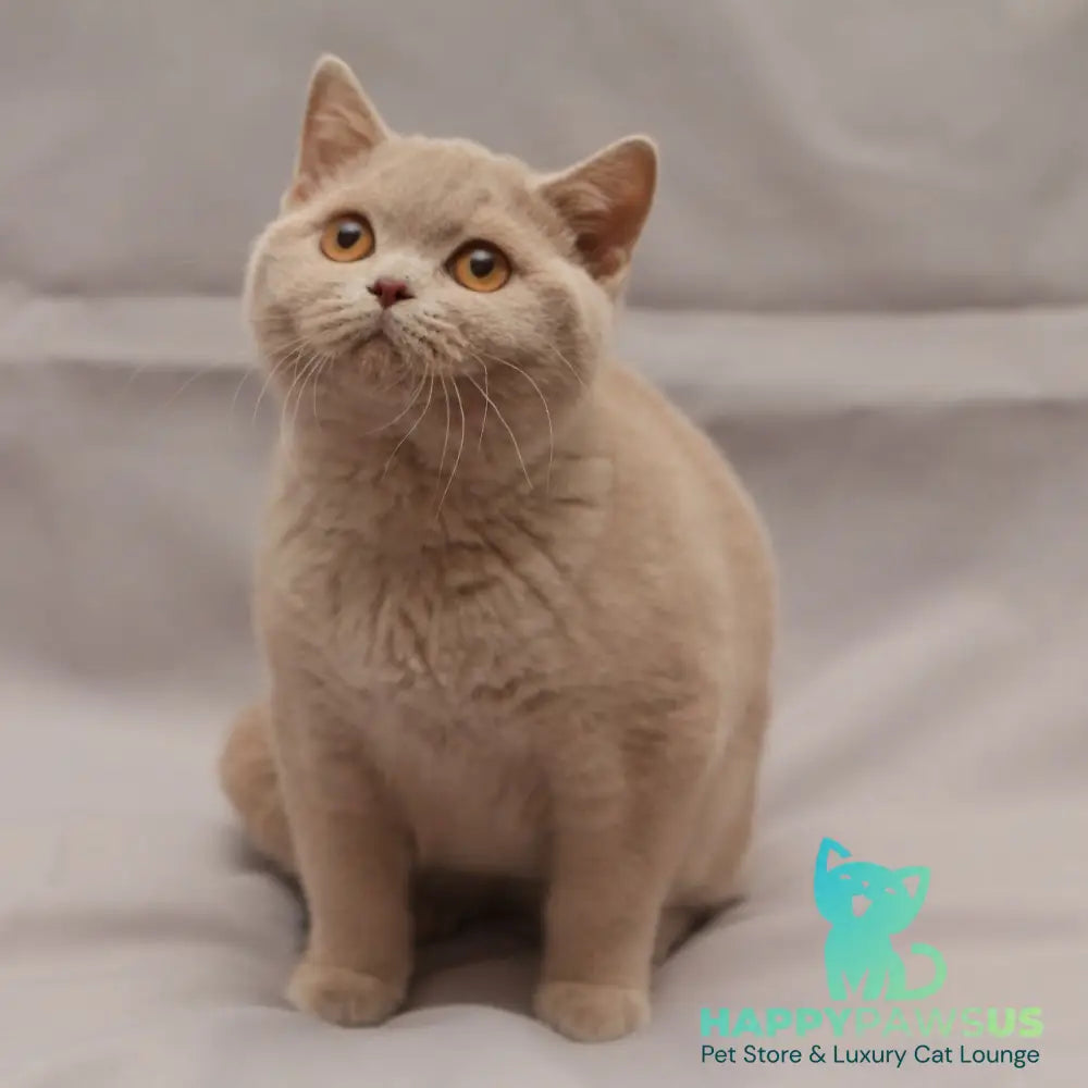 Ranok British Shorthair male fawn - live animals