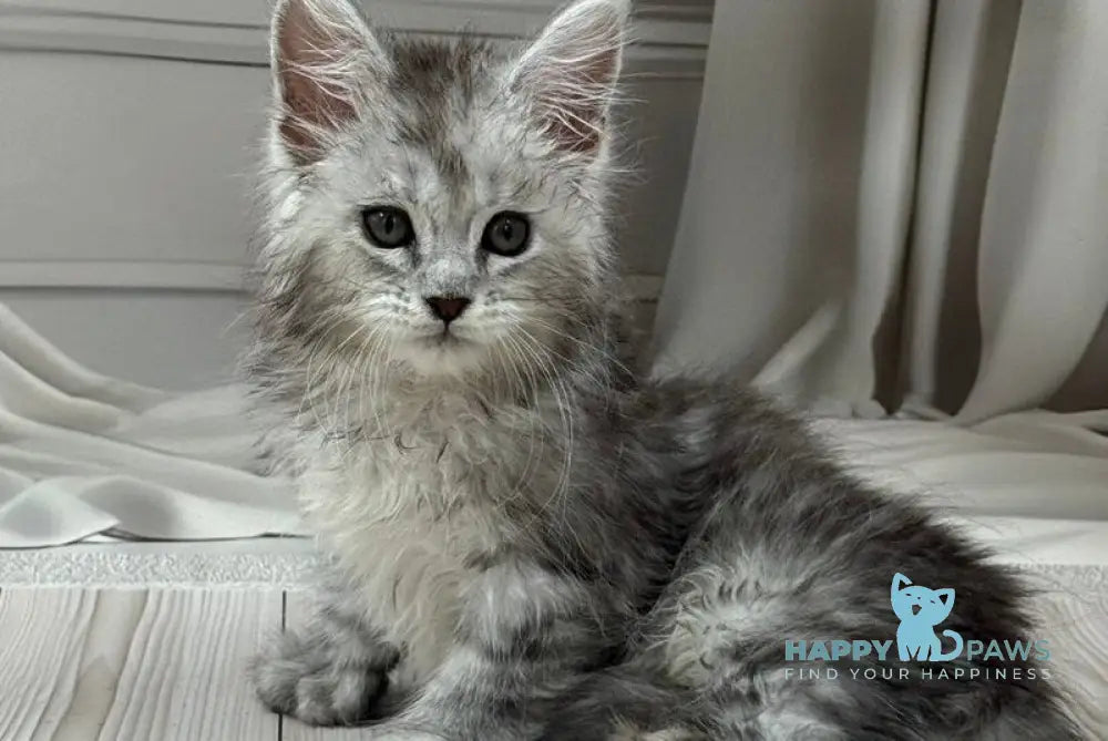 Ranya Maine Coon polydactyl female black silver ticked tabby live animals