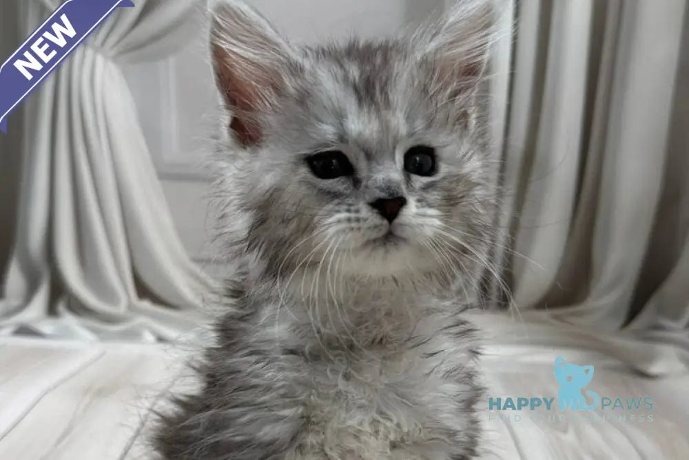 Ranya Maine Coon polydactyl female black silver ticked tabby live animals