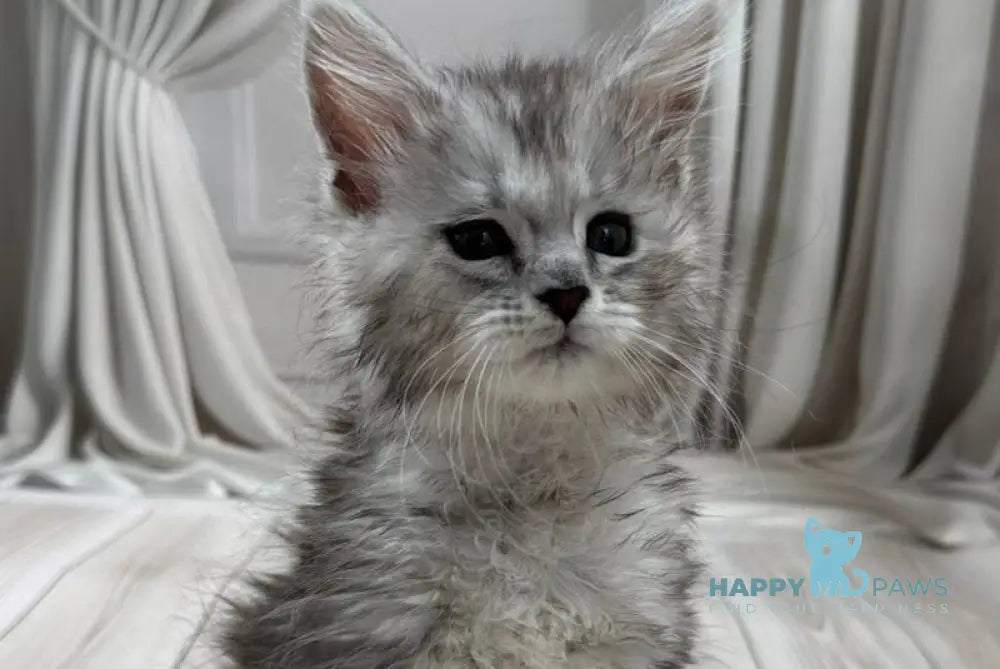 Ranya Maine Coon polydactyl female black silver ticked tabby live animals