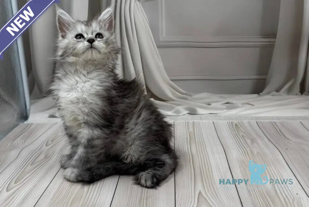 Ranya Maine Coon polydactyl female black silver ticked tabby live animals