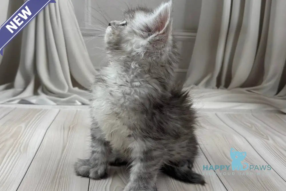 Ranya Maine Coon polydactyl female black silver ticked tabby live animals