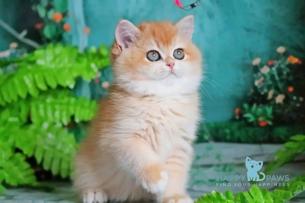 Raphael British Shorthair female black golden chinchilla live animals