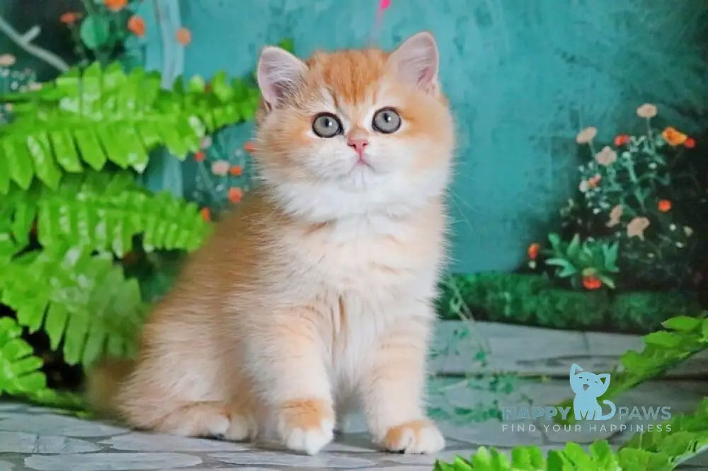 Raphael British Shorthair female black golden chinchilla live animals