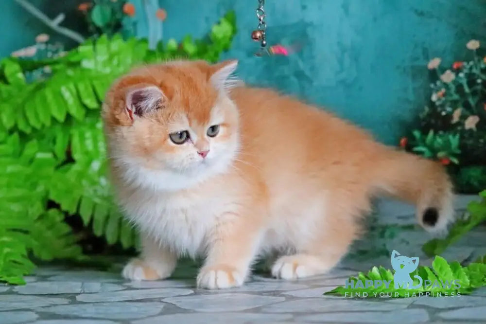 Raphael British Shorthair female black golden chinchilla live animals