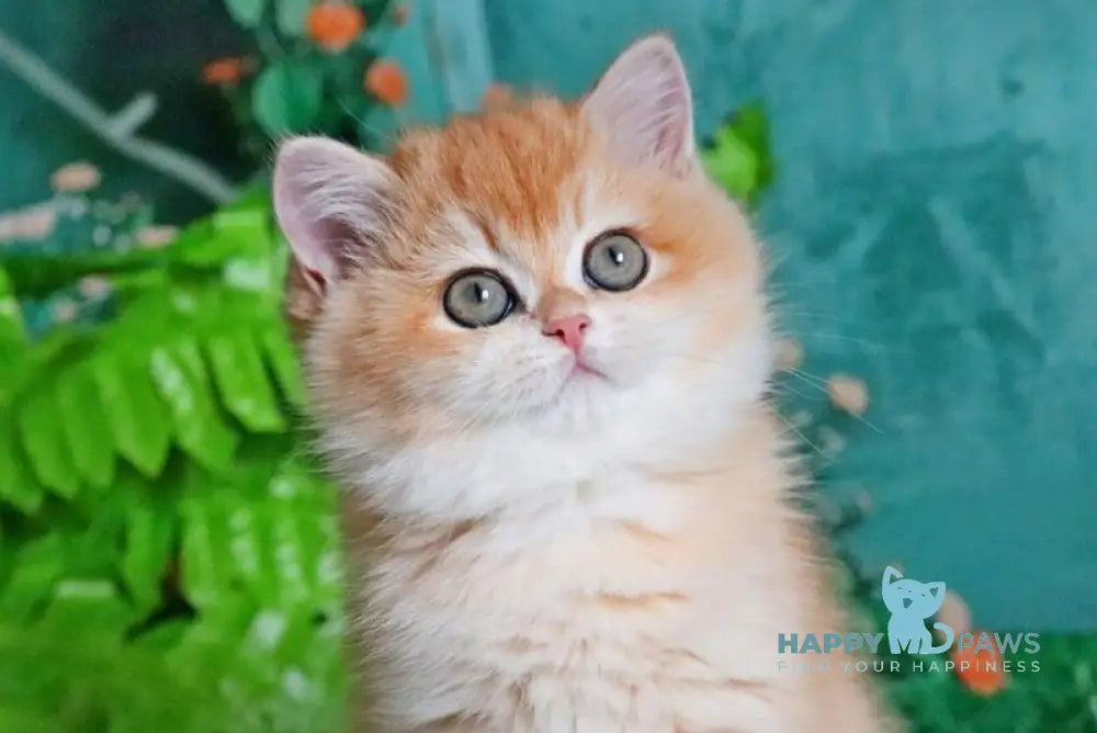 Raphael British Shorthair female black golden chinchilla live animals