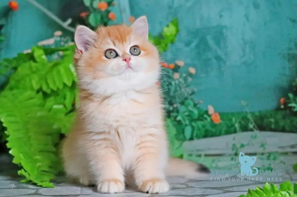 Raphael British Shorthair female black golden chinchilla live animals