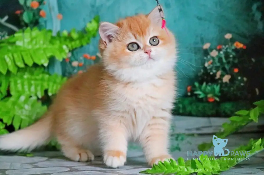 Raphael British Shorthair female black golden chinchilla live animals