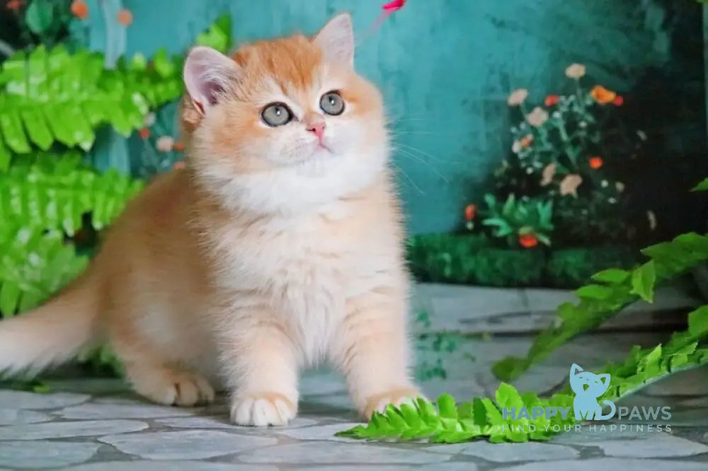 Raphael British Shorthair female black golden chinchilla live animals