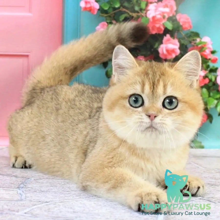 Raphael British Shorthair male black golden shaded - live animals