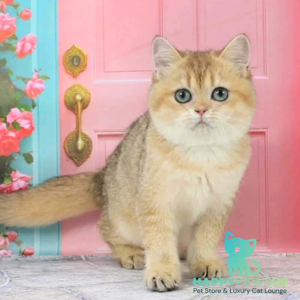 Raphael British Shorthair male black golden shaded - live animals