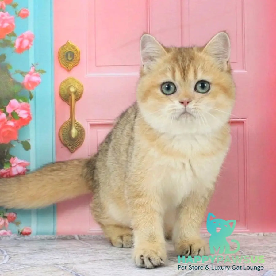 Raphael British Shorthair male black golden shaded - live animals