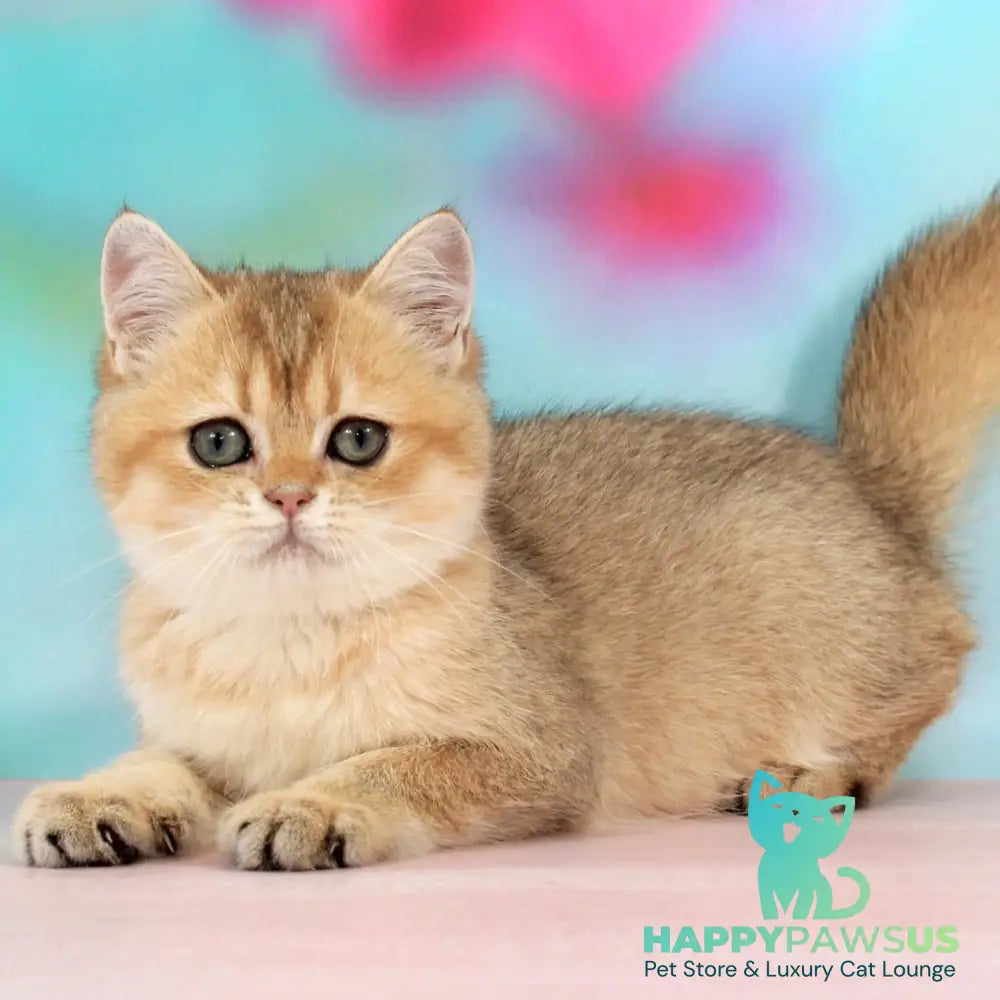 Raphael British Shorthair male black golden shaded - live animals