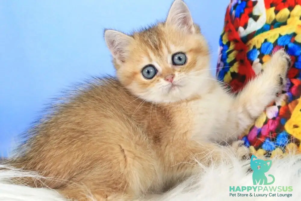 Raphael British Shorthair male black golden shaded - live animals