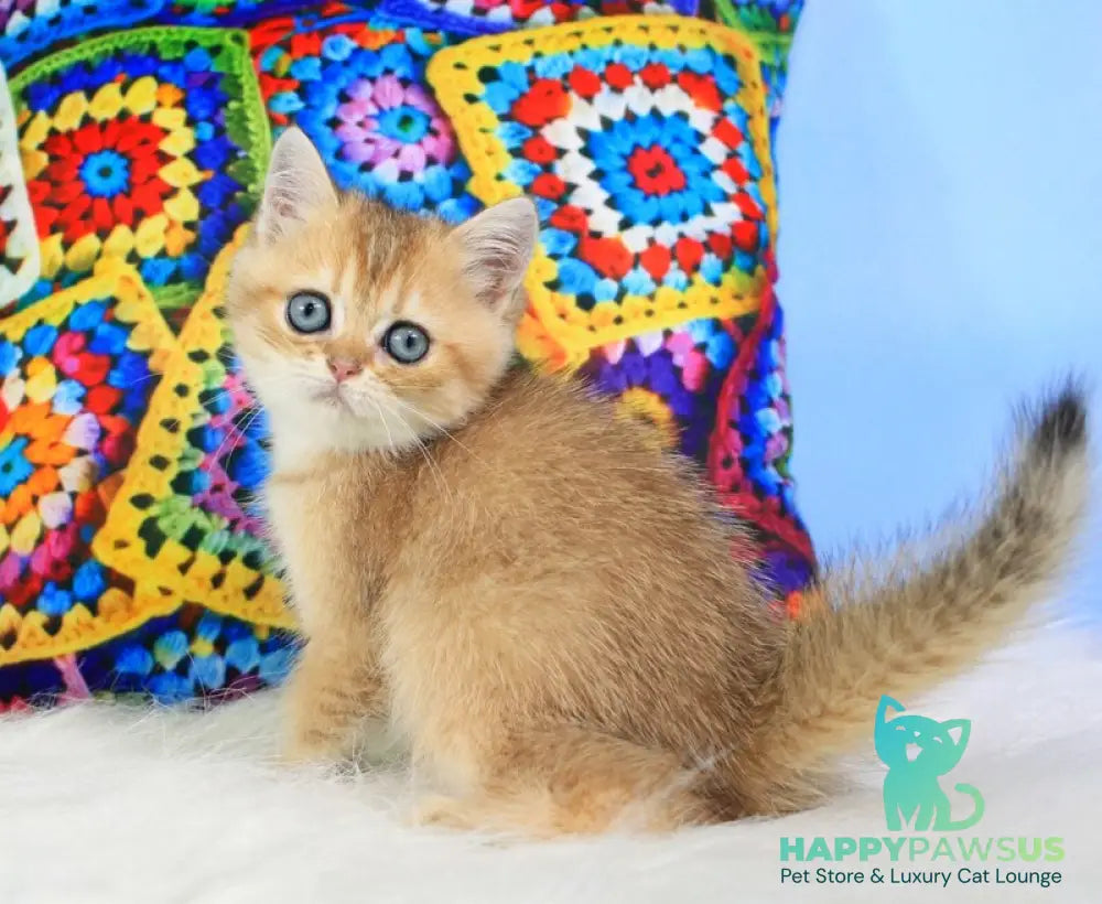 Raphael British Shorthair male black golden shaded - live animals