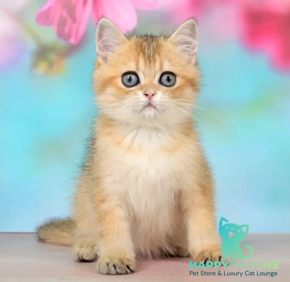 Raphael British Shorthair male black golden shaded - live animals